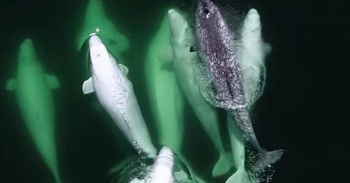 נרלווית מוגן על ידי להקת לווייתנים