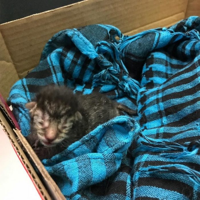 החתלתול היה זעיר מאוד.