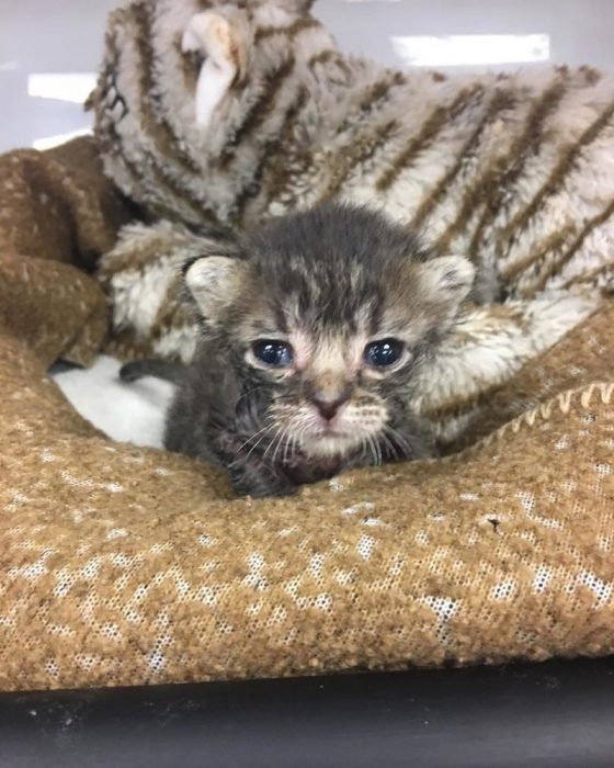 הודות לטיפול מקצועי, התינוק הצליח לשרוד. הודות לטיפול מקצועי, התינוק הצליח לשרוד.