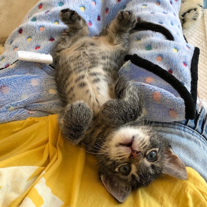 צ'יטה גדלה, התאוששה ומצאה בית קבע.