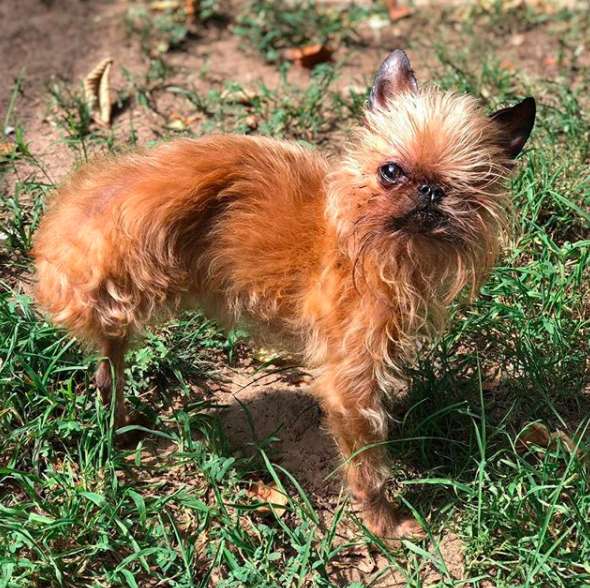 הכלב נזרק מהמכונית והתעוור בעין אחת.