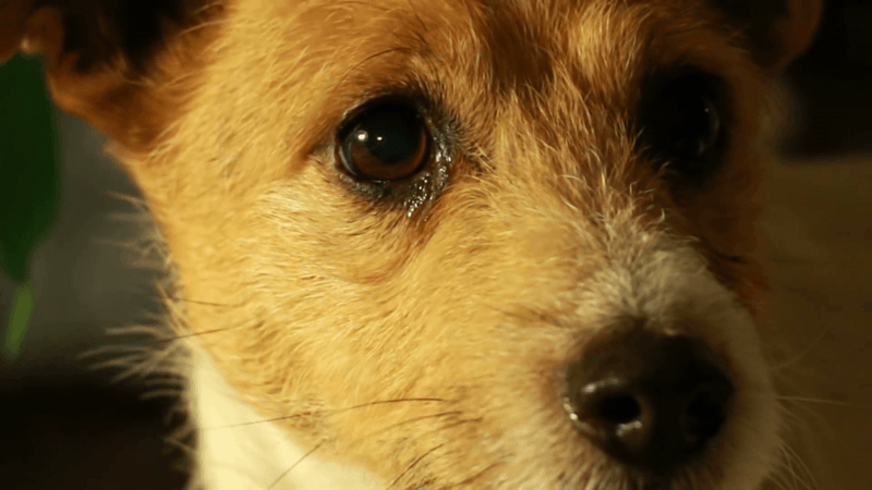 אישה אימצה כלב חירש בעל שלוש רגליים.