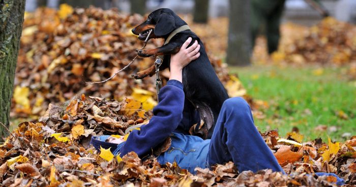 צילומי סתיו עם חיות מחמד