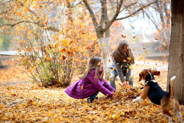 צילומי סתיו עם חיות מחמד