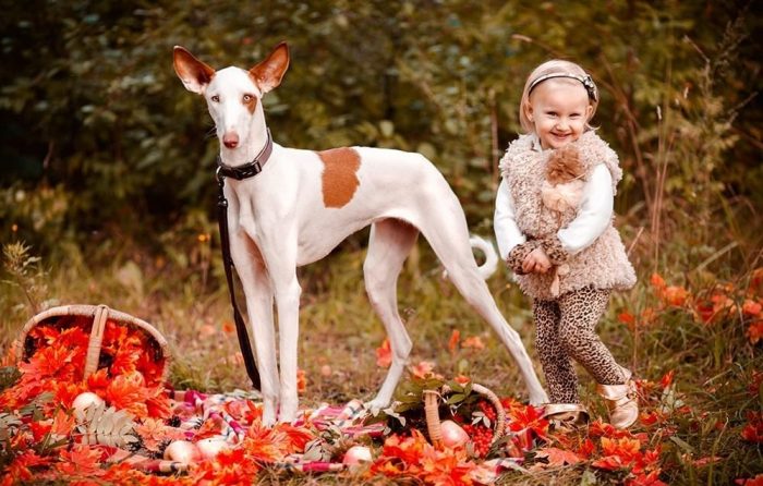צילומי סתיו עם חיות מחמד