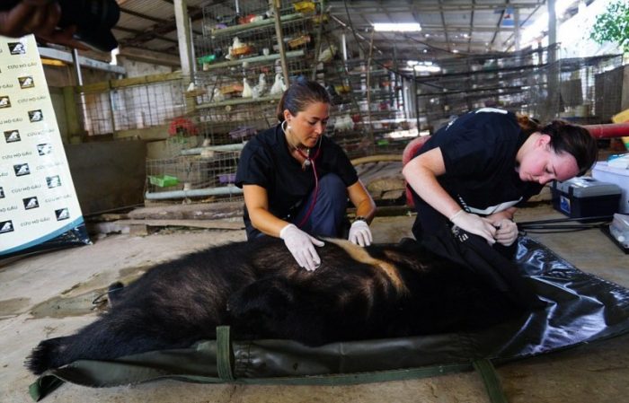 ביצוע בדיקה של הדובים שנמצאו