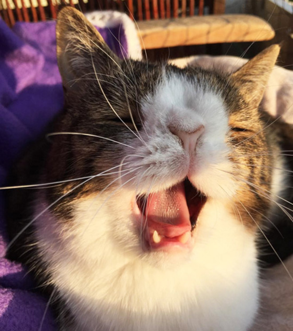 מונטי החתול, שאין לו עצם באף.