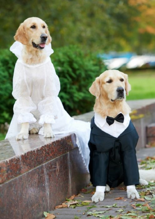 חתונה עם כלבים
