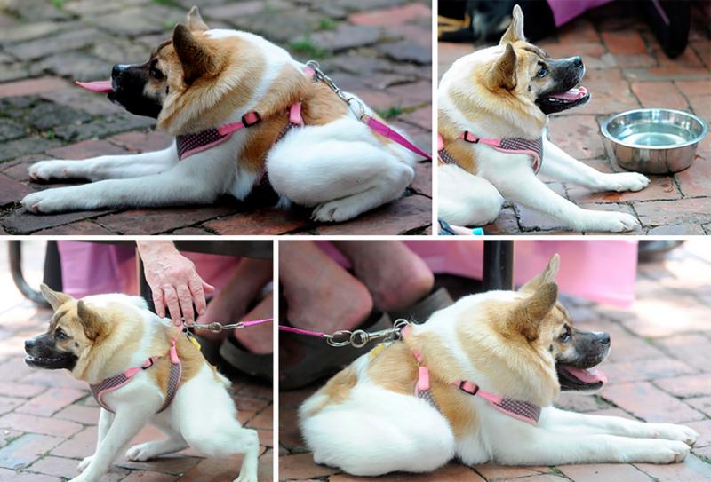 כלב בלי צוואר בשם חזרזיר