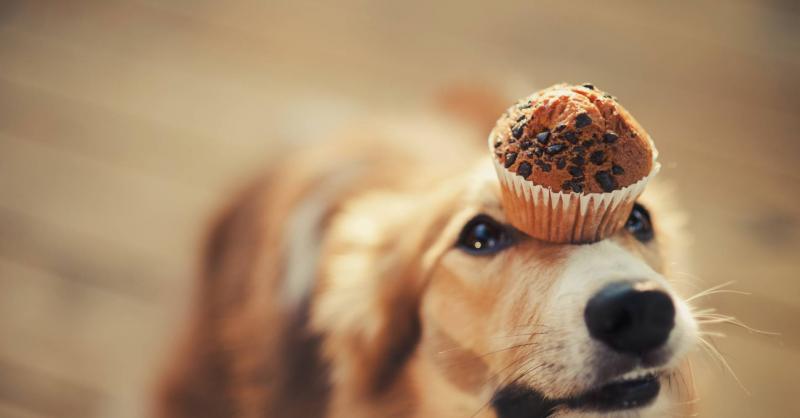 הבעלים אמר שאסור להפיל את העוגייה: לכלבים יש חוש שיווי משקל מצוין.