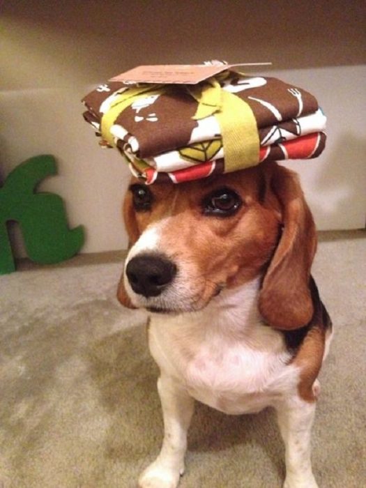 כלב עם מפיות על הראש