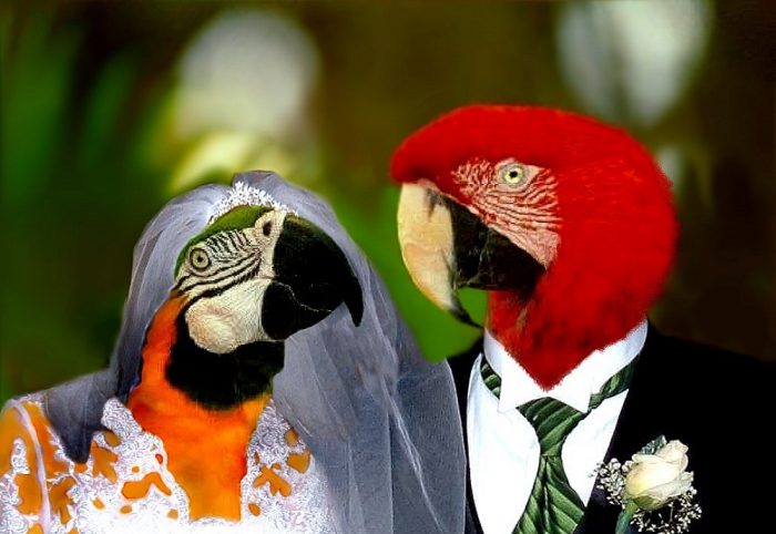 חתונת התוכים