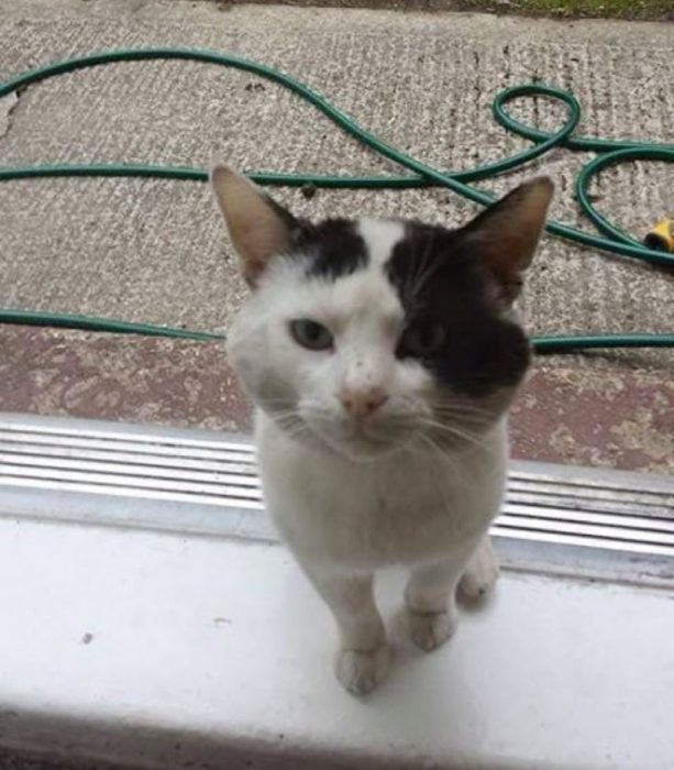 טום על מפתן דלת ביתה של ליילה