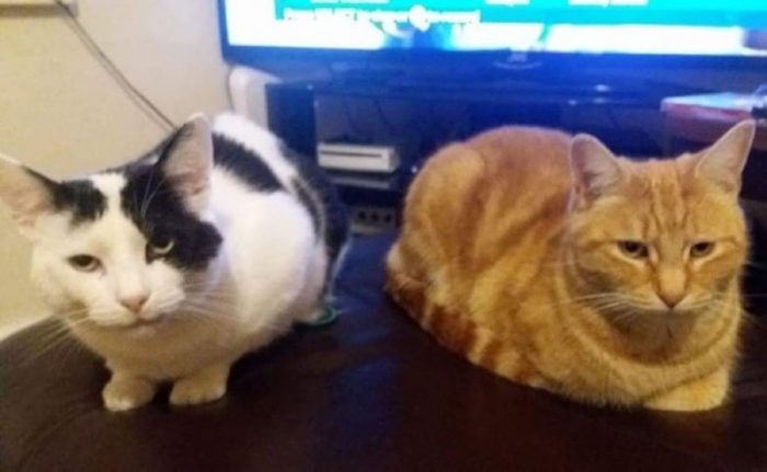 טום התיידד עם החתול הג'ינג'י של ליילה