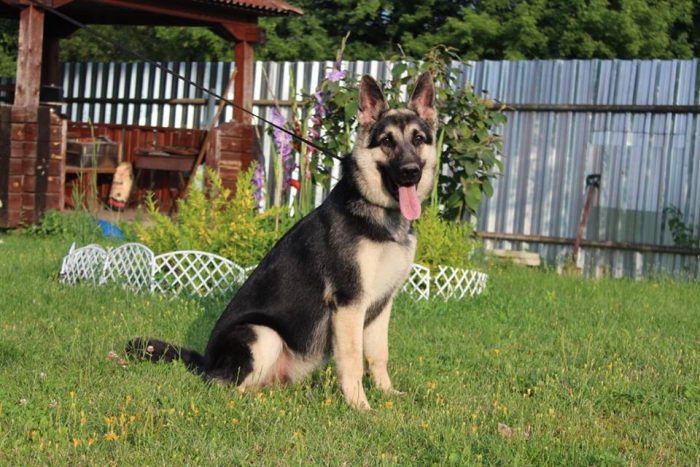 רועה מזרח אירופאי בחצר של בית פרטי