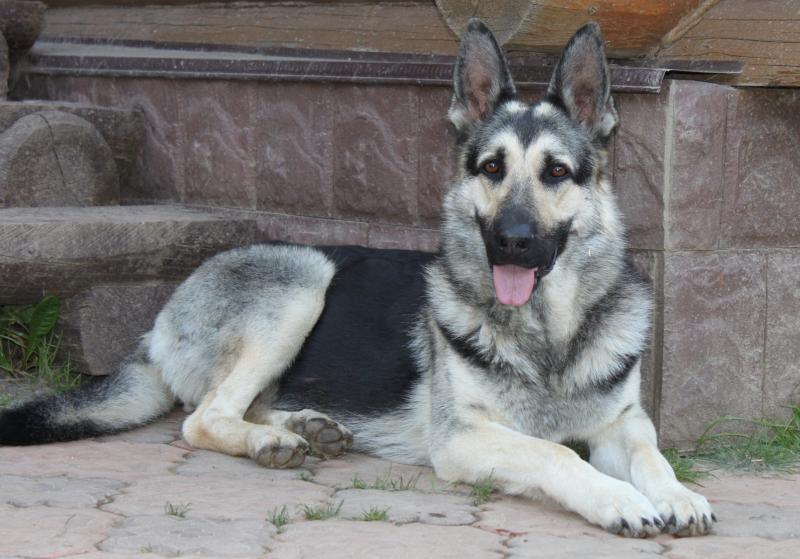 רועה מזרח אירופאי