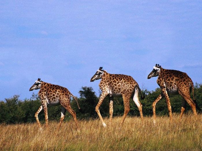 ג'ירפה בלי צוואר