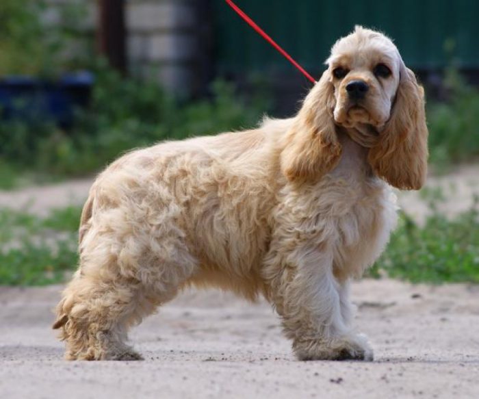 הקוקר ספניאל הכי לא יומרני