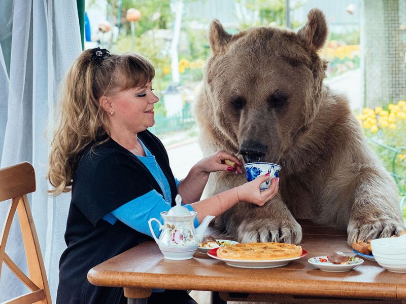 איך דוב חי במשפחה רגילה
