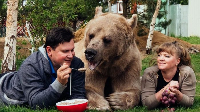 סטפן הדוב אוכל מכפית