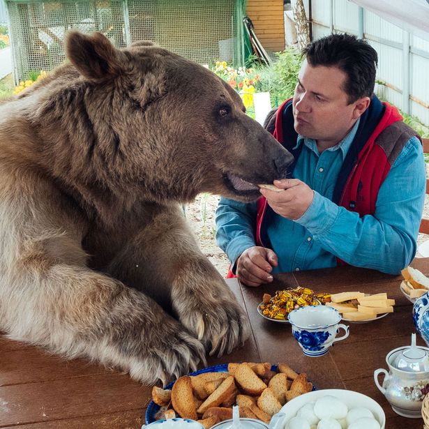 שן מתוקה סטפן