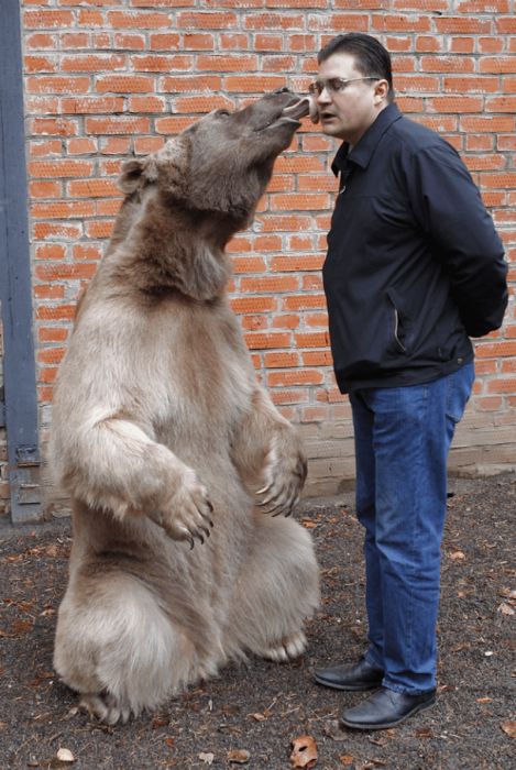 הדוב סטפן ויורי פנטלינקו