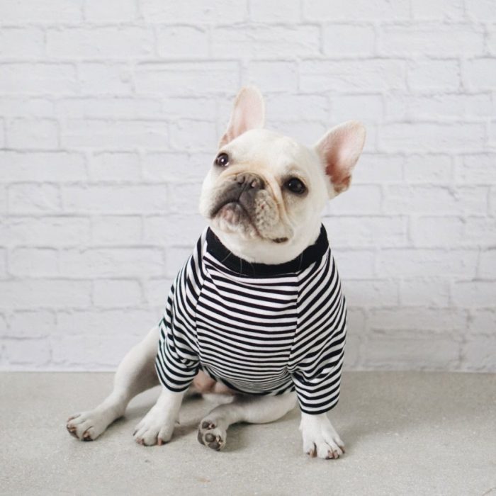 כלב בפיג'מה מפוספסת