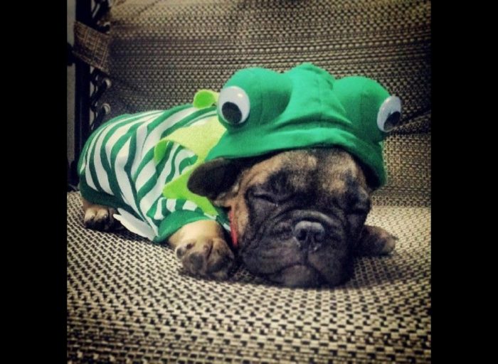 הכלב ישן בפיג'מה