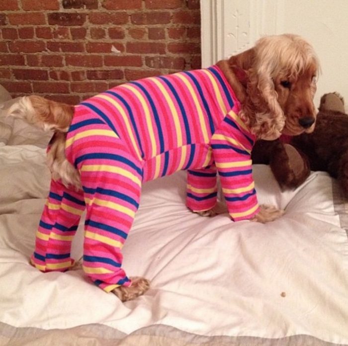 כלב בפיג'מה מפוספסת