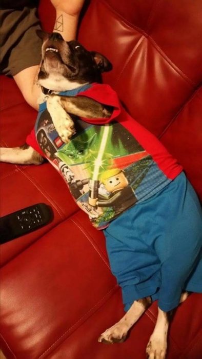 כלב בפיג'מה