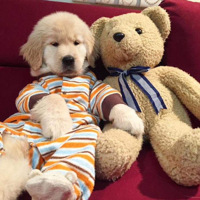 כלב בפיג'מה עם דובי