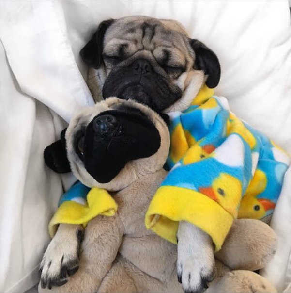 פאג בפיג'מה