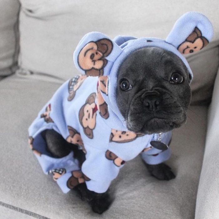 כלב בפיג'מה סגולה