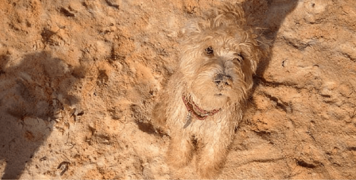 הסוואה מוצלחת של כלבים