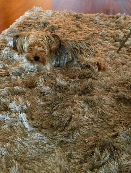 הסוואה מוצלחת של כלבים