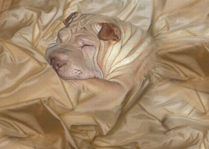 הסוואה מוצלחת של כלבים