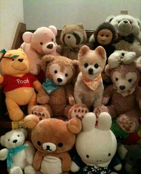 הסוואה מוצלחת של כלבים