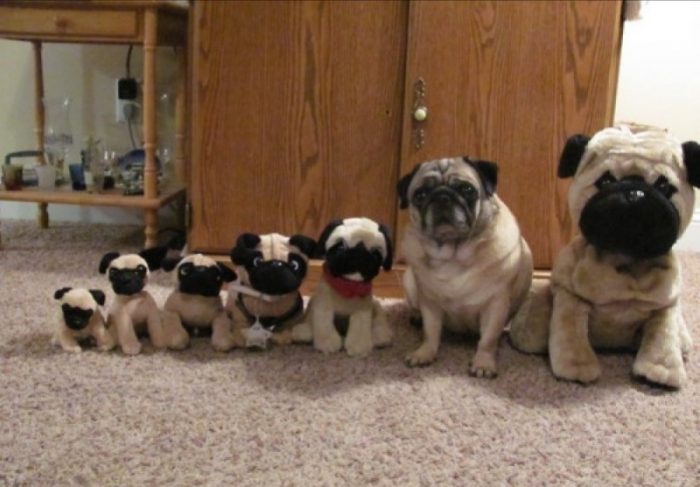 הסוואה מוצלחת של כלבים