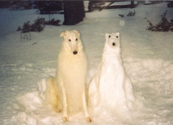 הסוואה מוצלחת של כלבים