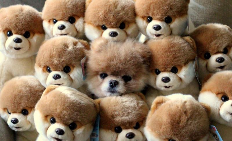 הסוואה מוצלחת לכלבים - תמונות