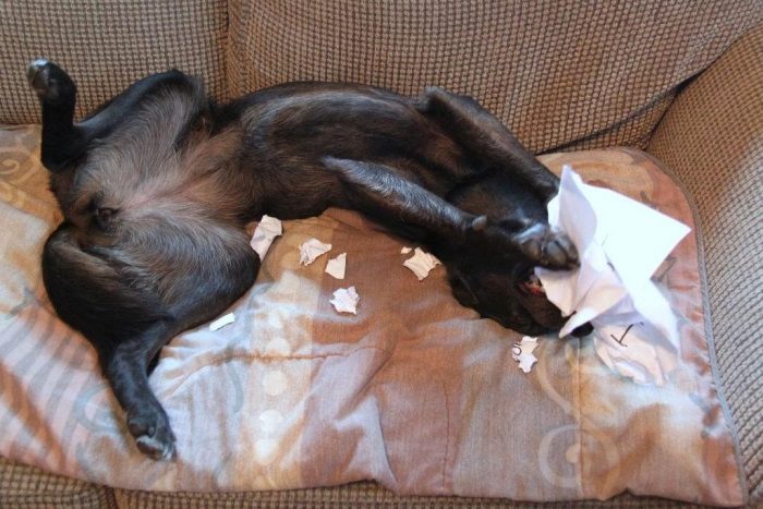 מה עושים כלבים כשאין אף אחד בבית?