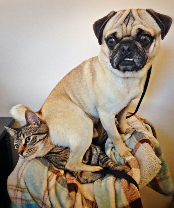 מה עושים כלבים כשאין אף אחד בבית?