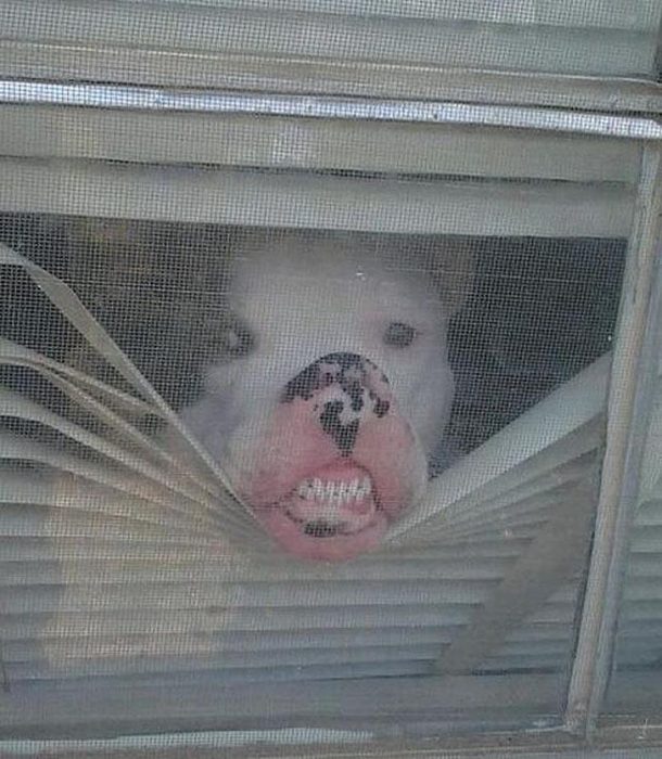 מה עושים כלבים כשאין אף אחד בבית?