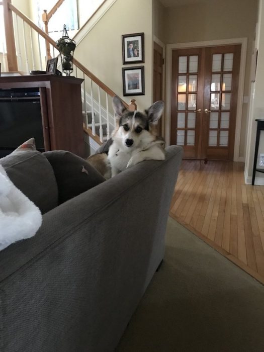 הכלב יושב על הספה