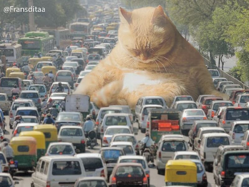 חתולי ענק השתלטו על העולם.