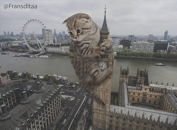 חתולי ענק השתלטו על העולם