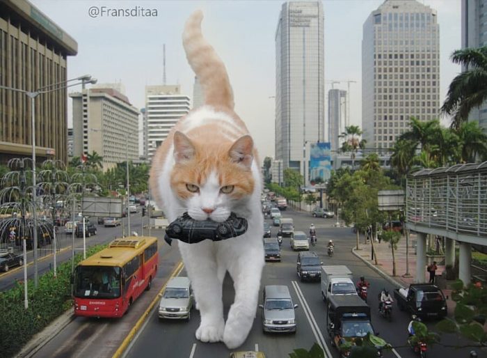 חתולי ענק השתלטו על העולם