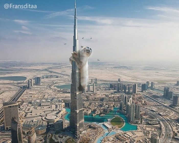 חתולי ענק השתלטו על העולם