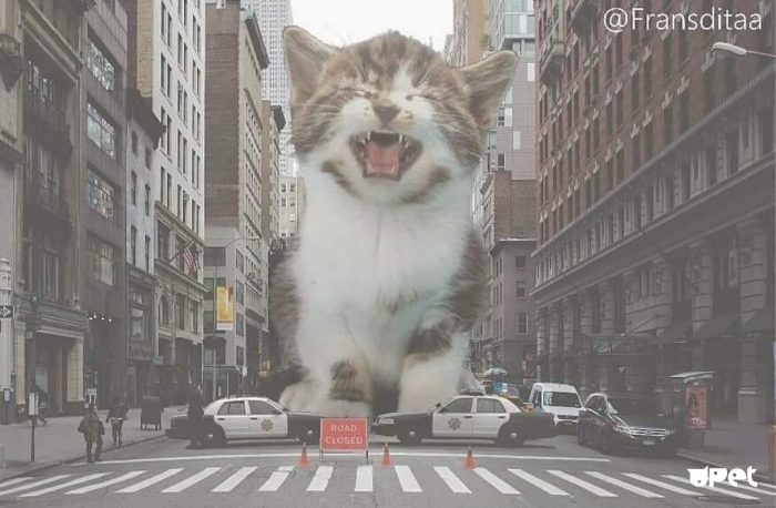 חתולי ענק השתלטו על העולם