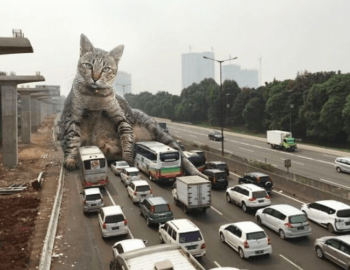 חתולי ענק השתלטו על העולם